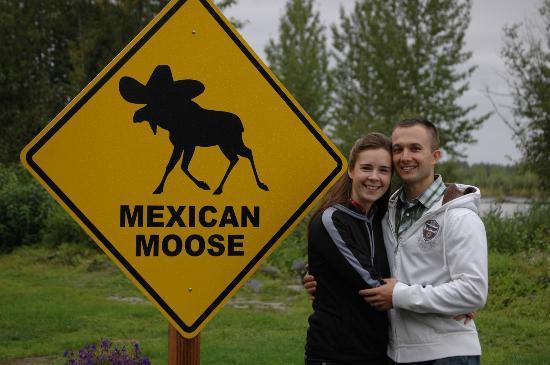 Mexican Moose