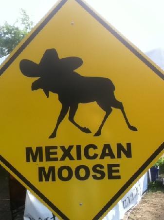 Mexican Moose